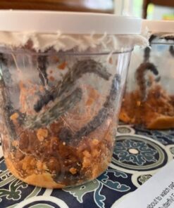 10 Live Caterpillars Shipped Now: Butterfly Kit Refill 51 61psk9VXX5L