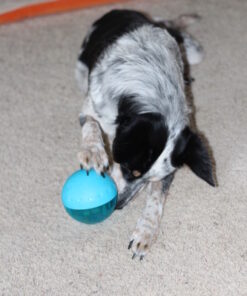 Our Pets Smarter Toys IQ Treat Ball - Colors Mary Vary - 4" (2130010792) IQ TREAT BALL 4" 41 61pyjmMSgNL