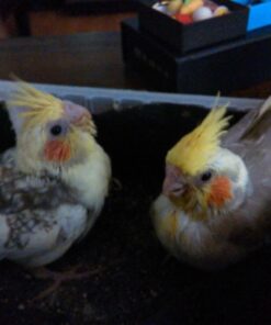 Kaytee Exact Hand Feeding High Fat Baby Bird Food, 18-Oz Jar 12 61pzO4dhqbL