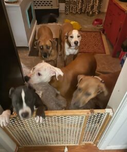 Dingo Tartar And Breath Dental Sticks For All Dogs, 48-Count 48 Count (Pack of 1) 24 61pzlMzjqL