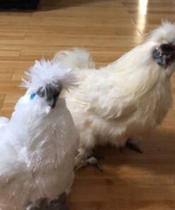 Adore 12" Standing Puffy The Silkie Chicken Plush Stuffed Animal Toy 27 61q01u2qTL