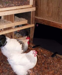 Cozy Products CL Cozy Safe Chicken Coop Heater 200 Watts Safer Than Brooder Lamps, One Size, Black 19 61q0m2 QtiL