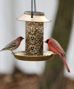 Wagner's 62032 Cardinal Blend Wild Bird Food, 6-Pound Bag 1-Pack 33 61qJjNVBDSL