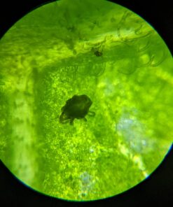 AgroMagen, GrowSafe Bio-Pesticide For Spider, Organic Natural Miticide, Fungicide and Insecticide, (8.5 fl.oz.) 8.5 Fl Oz (Pack of 1) 46 61qNII6zVsL