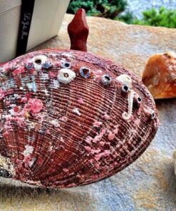 New Age Smudges & Herbs® 5 - 6 inches Premium Natural Abalone Shell &Wooden Stand~ Smudging, Cleansing Home, Meditation, Incense Holder, Home Décor, 100% Natural & Sustainable. 47 61qNNxJfznL 2