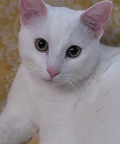 Dr. Elsey’s Premium Clumping Cat Litter - Ultra - 99.9% Dust-Free, Low Tracking, Hard Clumping, Superior Odor Control, Unscented & Natural Ingredients 31 61qNeP2OB L