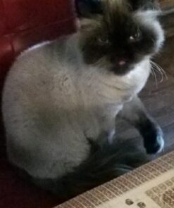 Royal Canin Indoor Adult Dry Cat Food, 15 lb bag 15 Pound (Pack of 1) 38 61qOhVuQAQL