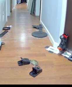 Kat Sense Rat Traps That Work Indoor & Outdoor for Instant Kill Results, Set of 8 Large Reusable Snap Traps for Mice Chipmunks 'N Squirrels 8 Piece 29 61qRYqkGjEL