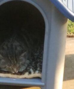 always-quality Indoor Outdoor Dog House Small to Medium Pet All Weather Doghouse Puppy Shelter Blue 20 61qeV7C7J9L