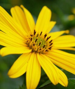 Nikon D5300 24.2 MP CMOS Digital SLR Camera with 18-55mm f/3.5-5.6G ED VR Auto Focus-S DX NIKKOR Zoom Lens (Black) 70 61qhjj0sCfL