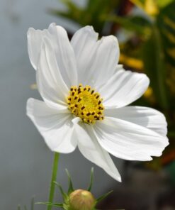 Nikon D3300 DX-format DSLR Kit w/ 18-55mm DX VR II & 55-200mm DX VR II Zoom Lenses and Case (Black) 47 61qnoQE0fL