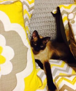 Natural Balance Limited Ingredient Adult Grain-Free Dry Cat Food, Reserve Duck & Green Pea Recipe, 10 Pound (Pack of 1) 10.00 Pound (Pack of 1) 13 61qp7 NKRTL