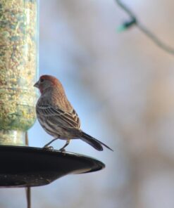 More Birds Songbird Vintage Bird Feeder, Sunflower and Thistle Feeder, 4 Feeding Ports, 1.5 lb Seed Capacity Vintage Glass 23 61qrpPUZvL