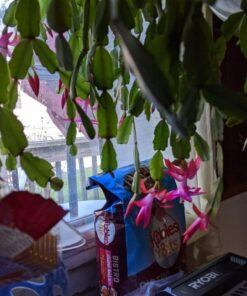 Neptune's Harvest Organic Hydrolized Fish & Seaweed Fertilizer 36 0z 36 Ounce 33 61qxkk4o1lL