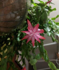 Neptune's Harvest Organic Hydrolized Fish & Seaweed Fertilizer 36 0z 36 Ounce 34 61r6muILRqL