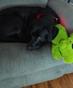 KONG Cozie Ali Alligator XL X-Large Standard Packaging 27 61rLDL2YofL