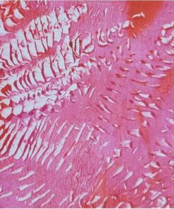 Gelli Arts Gel Printing Plate - 8" X 10" Gel Plate, Reusable Gel Printing Plate, Printmaking Gelli Plate for Art, Clear Gel Monoprinting Plate, Gel Plate Printing for Arts and Crafts 8 x 10-inch 21 61rOC5DdsZL