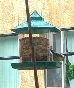 Wagner's 62008 Western Regional Blend Wild Bird Food, 20-Pound Bag 19 61rQICTZB2L