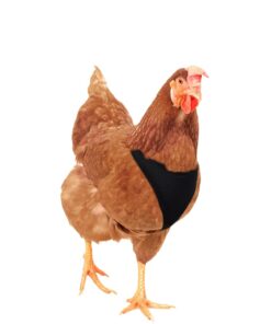 Alternative view of Hamilton Pet & Equine Hamilton Adjustable Hen Soft Mesh Chicken Harness, Black, 5/8" x 12"/18"/Small SMALL/HEN