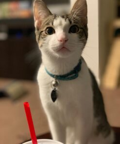 Petmate Aspen Pet Breakaway Fashion Collar, 3/8" x 8-12", Sub Geo Blue 3/8" x 8-12" 37 61rXyheDuNL