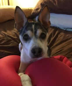 Pet MD - Canine Tabs Plus 365 Count - Advanced Multivitamins for Dogs - Natural Daily Vitamin and Mineral Nutritional Supplement - Liver Flavored Chewable Tablets 29 61rn7yoydUL