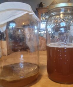 Poseymom Double Pack Kombucha Scobies and Starter Tea | (No Vinegar or Artificial Flavors Added) (Make 1/2 Gallon (1/2Cup Starter)Each 25 61roPo87nL