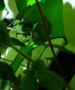 Click and Grow SGR24x3 Smart Garden Wild Strawberry Plant Pods, 3-Pack 29 61rqlWNBmpL