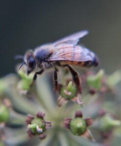 58MM Complete Lens Filter Accessory Kit (UV, CPL, ND4, ND2, ND4, ND8 and Macro Lens Set) for Canon EOS 70D 77D 80D 90D Rebel T8i T7 T7i T6i T6s T6 SL2 SL3 DSLR Cameras 58MM 65 61rv1NFxXmL