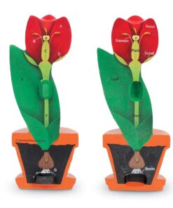 Learning Resources Cross-Section Flower Model, Classroom Foam Demonstration Model, Teaching Aids, 2 Piece Model, Grades 2+, STEM, Ages 7+ 9 61rxyDF2FJL