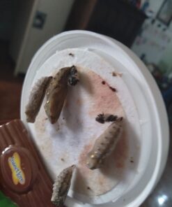 Butterfly Garden: Farm Habitat and Live Cup of Caterpillars – Life Science & STEM Education Butterfly Farm 50 61ry2XwfYiL