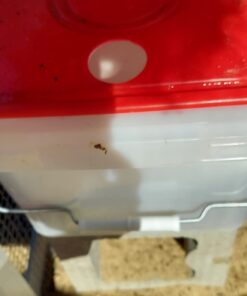 RentACoop 2 Gallon Chicken BPA-Free Plastic Bucket Waterer Set with 4 Horizontal Nipples - Corner Placement 31 61s3RpXn5NL