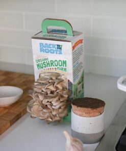 Back to the Roots Organic Oyster Mushroom Grow Kit, Harvest Gourmet Mushrooms In 10 Days 1 Count (Pack of 1) 52 61s9n8NFoAL