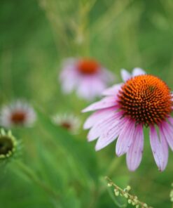 Sigma 18-35mm F1.8 Art DC HSM Lens for Nikon US Version 45 61sJIeAZ6L