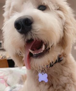 PetSafe® Gentle Leader® Headcollar, No-Pull Dog Collar, Large 60-130 Lb., Black 29 61sKbZf9gNL