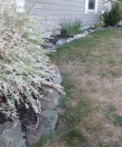 BLACK+DECKER 20V MAX Cordless String Trimmer, 2 in 1 Trimmer and Edger, 12 Inch, Battery Included (LST300) 20V String Trimmer Kit 31 61sN1mjUGDL