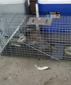 Havahart 1079SR Large 1-Door Humane Catch and Release Live Animal Trap for Raccoons, Cats, Bobcats, Beavers, Small Dogs, Groundhogs, Opossums, Foxes, Armadillos, and Similar-Sized Animals 46 61sUGe5CvL