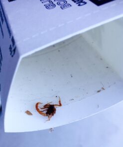 Tomcat Glue Boards (Captures Mice and Other Household Pests, Eugenol Formula, 4-Pack) 26 61sWoIGUWLL