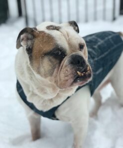 Kurgo Loft Dog Jacket, Reversible Dog Coat, Wear with Harness or Sweater, Water Resistant, Reflective, Winter Coat For Large Dogs (Ink Blue, L) Ink Blue/Seaglass 40 61sc2KSbZfL