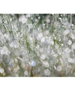 wall26 - The Morning Dew - Removable Wall Mural | Self-Adhesive Large Wallpaper - 66x96 inches 7 61seNTkurJL