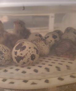 HBlife Digital Egg Incubator for Hatching 9-12 Chicken, Quail and Duck Eggs, with Fully Automatic Egg Turning and Temperature Display, Hatcher for Turkeys, Birds, Parrots and Poultry 56 61sg4akAKNL