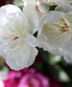 NEEWER 32 Inch/80 Centimeter Light Reflector Light Diffuser 5 in 1 Collapsible Multi Disc with Bag - Translucent, Silver, Gold, White, and Black for Studio Photography Lighting and Outdoor Lighting 80cm 50 61sgttaxBvL