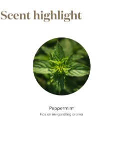 Young Living Peppermint Essential Oil 5ml - Invigorating Mint Aroma - Cooling Sensation - Adds a Fresh, Minty Flavor to Foods - Can be Diffused at Work, Study, and After a Workout 0.17 Fl Oz (Pack of 1) 12 61sh2elZ7uL