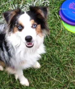 Fresh Is Best - Freeze Dried Healthy Raw Meat Treats for Dogs & Cats - Chicken Hearts Chicken Heart 15 61sj0jcmC L 1