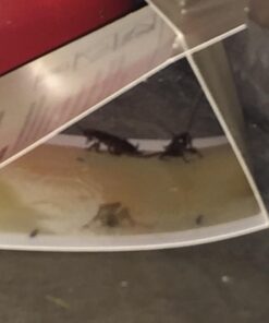 TERRO T3200 Spider & Insect Trap - 4 traps (not available for sale in NM) 8 61skJzEI3OL