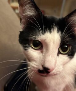 Seresto Cat Vet-Recommended Flea & Tick Treatment & Prevention Collar for Cats | 8 Months Protection 1 Pack Cat Only 34 61slJ3XllLL