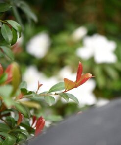 Nikon AF-S VR Micro-NIKKOR 105mm f/2.8G IF-ED Lens Lens Only 62 61sm9tQb2QL