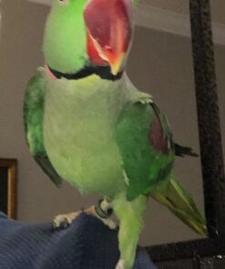 RoudyBush Daily Maintenance Bird Food, Small, 10-Pound 23 61so J2o8RL