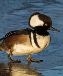 Sigma 150-600mm 5-6.3 Sports DG OS HSM Lens for Canon Canon SLR Mount US Version 88 61su5uQ8nSL