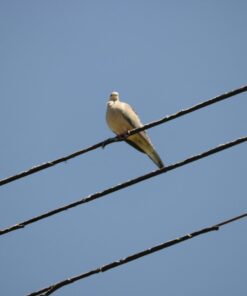 Amazon Basics Circular Polarizer Camera Lens Filter - 67 mm 66 61t5fbo7GGL