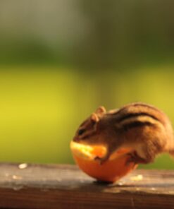 Sigma 150-600mm f/5-6.3 DG OS HSM Contemporary Lens for Canon EF Bundle Includes Manufacturer Accessories + 72 inch Monopod with Quick Release + UV Filter + Lens Pen + Microfiber Cleaning Cloth 24 61t9zTwQjwL